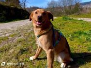 SIMBA 💙 sucht ein neues Zuhause - Fahrenzhausen
