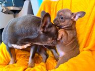 Französische Bulldogge Welpen Bully blue fawn blau Tan mit Papieren Ahnentafel - Neuwied