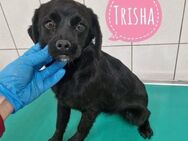 Trisha eine Familienhündin - Mannheim