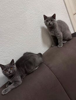 Zwei Britisch Kurzhaar Kitten – 4 Monate alt, stubenrein & bereit für ihr neues Zuhause 🐾 - Dortmund