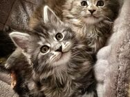 Maine Coon Kitten - Haar