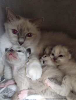 Heilige Birma Kitten geb 10.9 - Wittmar