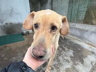 AXEL 💙💙💙 möchte Ruhestand genießen - Bad Karlshafen
