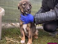 Ferdi  Hübsches Hundekind sucht DICH❣️ - Spenge