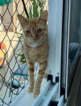 Junge Kätzin Martina sucht Zuhause - Bad Camberg