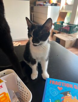 Wunderschönes Katerchen - Körle