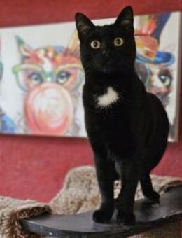 BRAHMS - geb. ca. 06/2024 - mk - Eibenstock