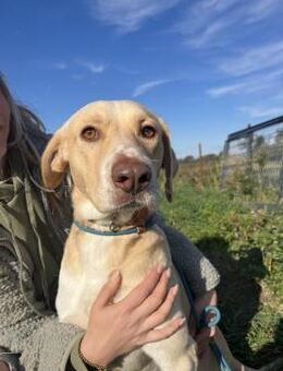 Jóska - ein Hund zum Verlieben! - Köln