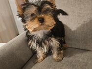 Unser süßer Yorkshire Terrier Welpe sucht ein liebevolles Zuhause - Krombach (Bayern)