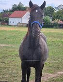 Friesenmix stute in 04668