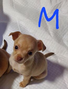 Chihuahua Welpen, reinrassig, kurzhaar , männlich - Merseburg