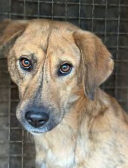 Mattheo, sucht erfahrene Pflegestelle - Berlin