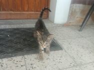 Katzen Kitten Kater Miezen Hauskatzen - Großenhain Wildenhain