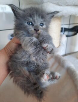 Maine Coon Kitten im Juni - Herzberg (Elster)