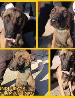 Kaya Malinois Mischling Hündin Junghund - Margetshöchheim