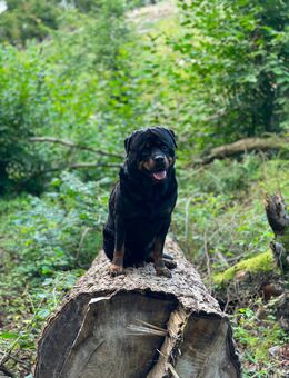 Rottweiler Deckrüde - Hagen (Stadt der FernUniversität) Zentrum