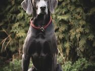 Aramis, stattlicher Weimaranerrüde - Gelnhausen