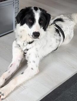 🙏🙏🆘SOFORT🆘GESUCHT JACKSON - München