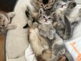 Unsere süßen Babykatzen suchen bald ein liebevolles zu Hause in 40882