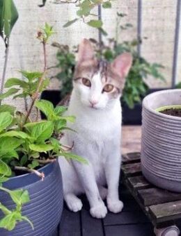 Junger, sozialer Kater Zorro - Karlsruhe