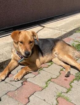 💓Hundetraum 🐾 Dobby💓 - Eislingen (Fils)