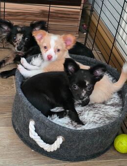 Unser kleiner rüde sucht noch ein zuhause - Lelkendorf