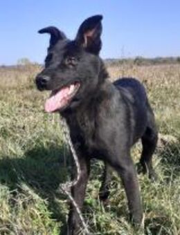 Rusty sucht seine Familie - Neuried (Baden-Württemberg)