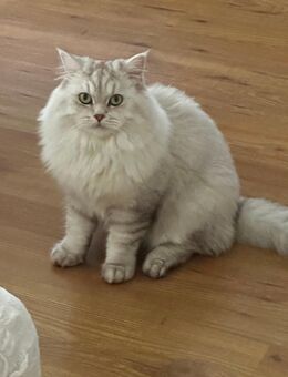 Britisch Langhaar Katze - Duisburg