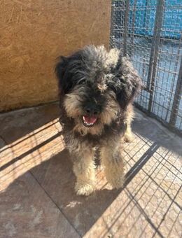 Shaggy unsere süße Fusseline - Kallmünz