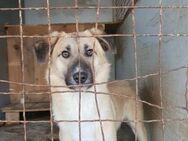 unsicherer Billy sucht dringend Pflegest - Berlin