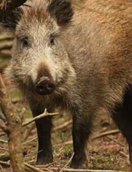 TG 150 Euro ! Jäger gesucht !!! - Ulm