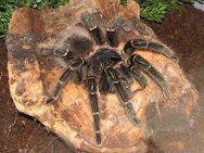 Lasiodora parahybana 0.1 inkl. ExoTerra 60×45×45 + Zubehör