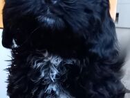 Cavapoo - Shih-tzu Mix Welpe - Liebenwalde