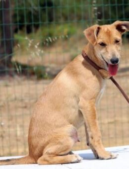 Fausto, ein toller Familienhund - Brunstorf