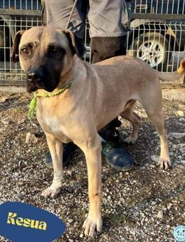 Kesua VA, ein großer Menschenfreund - Rheine