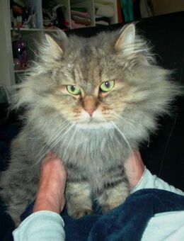 Tiger unser Wunderschöner Türkisch Van / Türkisch Angora Mix - Garbsen