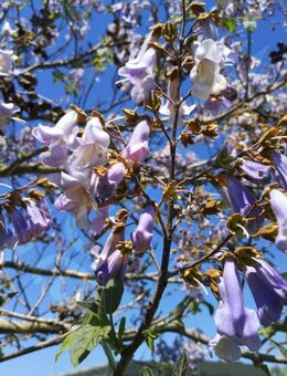 Blauglockenbaum blaue Blüte Kiribaum Zierbaum Kiri Bäume blau Baum Samen Wald Garten Samen insektenfreundliches Saatgut seed Kiri Energiepflanze Baum mit rießigen Blättern bee und Muttertag Geschenk Biene Sonne Deutsche Saat Blumenwiese - Pfedelbach