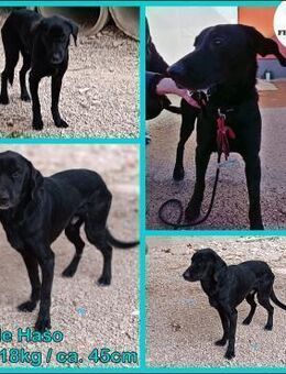 schüchterner Haso sucht seine Menschen - Margetshöchheim