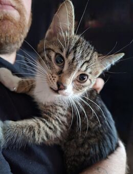 Katzen Mädchen 6 monate - Marktredwitz Zentrum