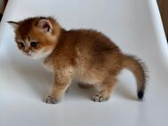 Britische Chinchilla. Farbe Gold. 850€. Nürnberg. - Nürnberg