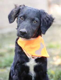 ULLA, neugierig, verspielt, verschmust - Alfeld