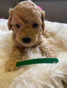 Maltipoo welpen - Moormerland