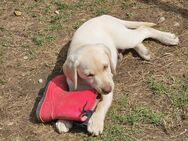 Reinrassige Labradorwelpen zum Abegeben - Göppingen