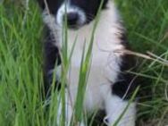 Australian Shepherd Welpe, black-bi - Eichstätt