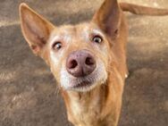 SPIRIT - ein toller Senior! - Pfaffenhofen (Roth)