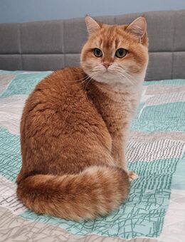 Liebevolle und wunderschöne BKH Katze - Schwalbach