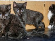 Katze babys, Kitten ab dem 1.12 abgabebereit - Siefersheim