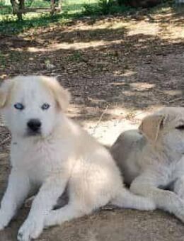 Mischlingswelpen, Husky- und Labradormischling - Ludwigsburg
