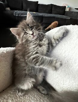 Wunderschöne Maine Coon Kitten - Helsa