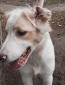 Benji sucht ein liebevolles Körbchen (da die Ersthündin nach meiner Kastration , mich nicht mehr duldet, musste ich leider mein Zuhause verlassen ) in 39326